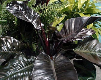 Rare Black Cardinal Philodendron 2.5" Pot - Collector's Series