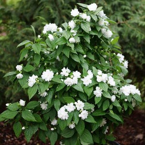 Illuminati Spice Mock orange - Philadelphus - Proven Winners - 4" Pot