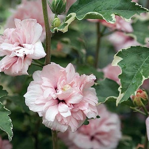 Sugar Tip® Hibiscus Rose of Sharon - Creamy/White Tips - Proven Winners - 4" Pot