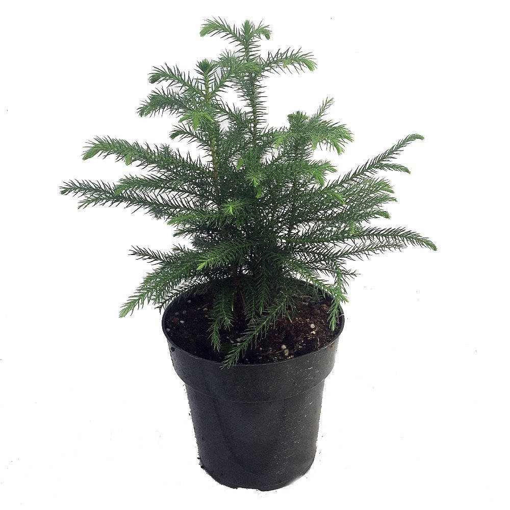 Norfolk Island Pine The Indoor Christmas Tree 6 Pot | Etsy