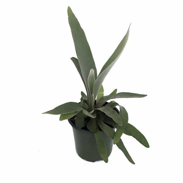 Netherland Staghorn Fern - Platycerium - 4" Pot