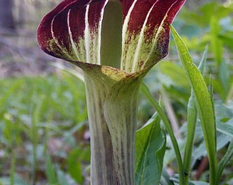 Jack-in-the-Pulpit/Cobra Lily - Arisaema triphyllum - 2 Top Size Bulbs
