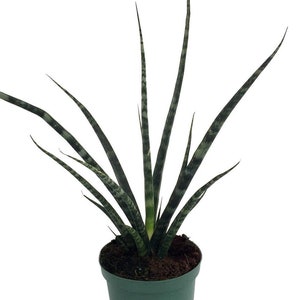 Fernwood Mikado Snake Plant - Sanseveria - Almost Impossible to kill - 5" Pot