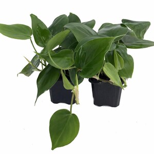 Heart Leaf Philodendron cordatum - 2 Plants - World's Easiest Houseplant-3" Pots immagine 1