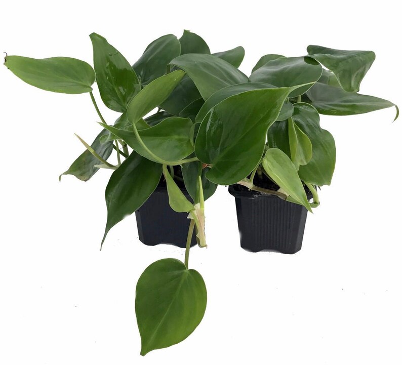 Heart Leaf Philodendron cordatum - 2 Plants - World's Easiest Houseplant-3" Pots immagine 1