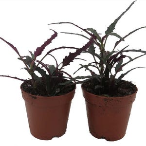 Dragon's Tongue Plant - Hemigraphis - 2" Pots - 2 Pack - Terrarium/FairyGarden/Houseplant-
