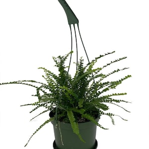 Lemon Button Fern 6&quot; Hanging Basket - Nephrolepis