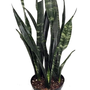 Black Coral Snake Plant - Sansevieria - Almost Impossible to kill - 6&quot; Pot