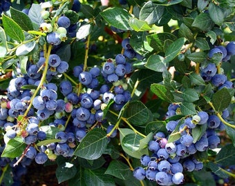 Top Hat Dwarf Blueberry Plant - Bonsai/Patio/Outdoors - 2.5" Pot