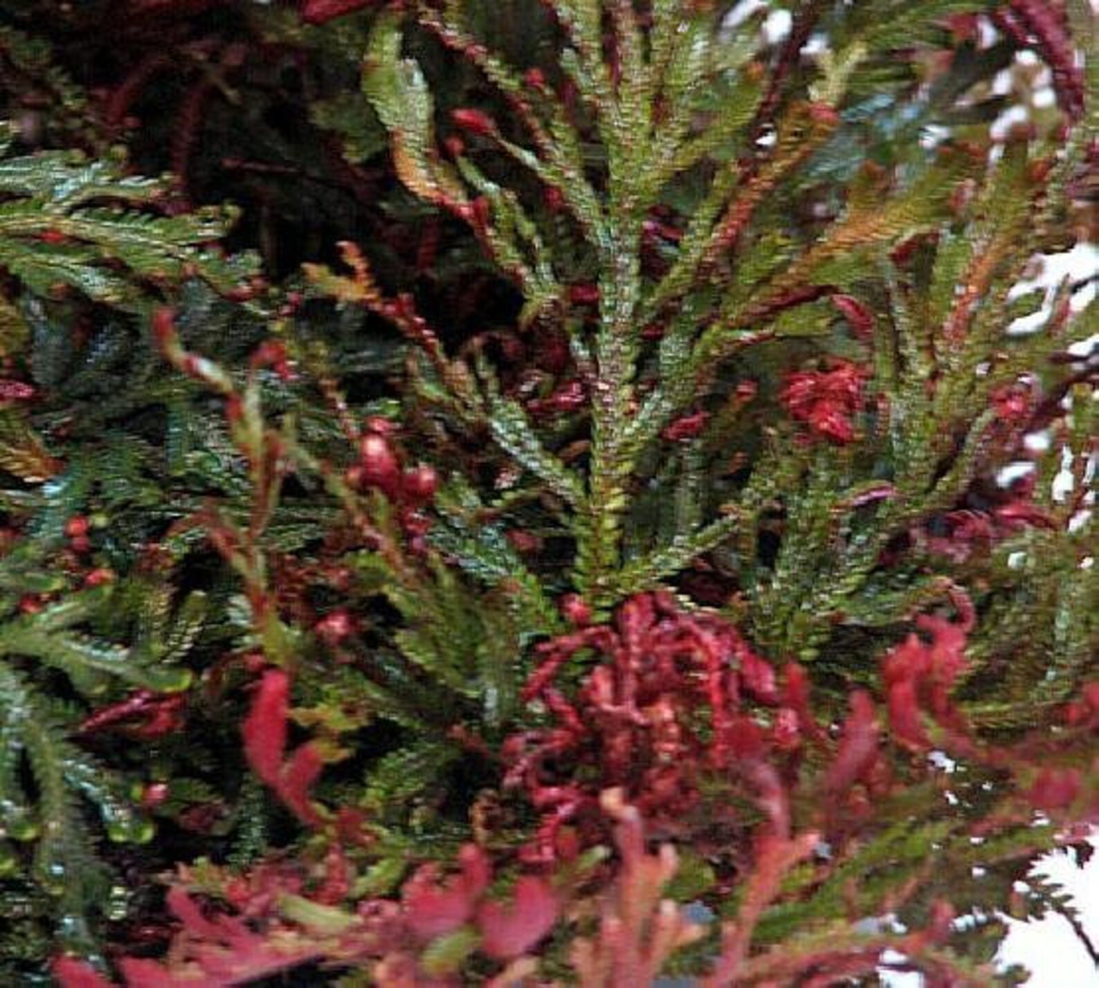 Ruby Red Club Moss Selaginella Exótico Easy House Plant Etsy