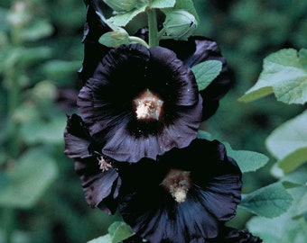 Black Nigra Hollyhock - 30 Seeds - Alcea Nigra