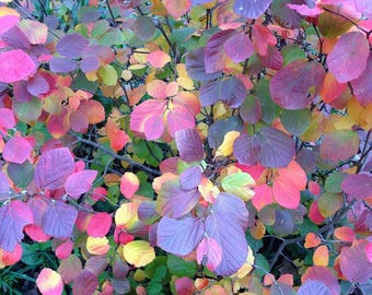 Legend Of The Fall - Fothergilla x intermedia PPAF - 4" pot
