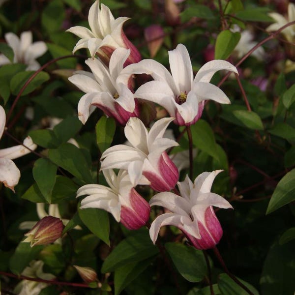 Princess Kate Texensis Clematis Vine - Pink & White - NEW! -2.5" Pot