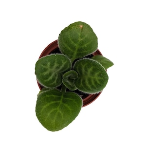 Summer Song Asian Violet - Primulina - 2.5" Pot - Everblooming House Plant