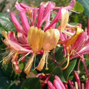 Gold Flame Honeysuckle Vine - Lonicera - Very Hardy - 2.5" Pot