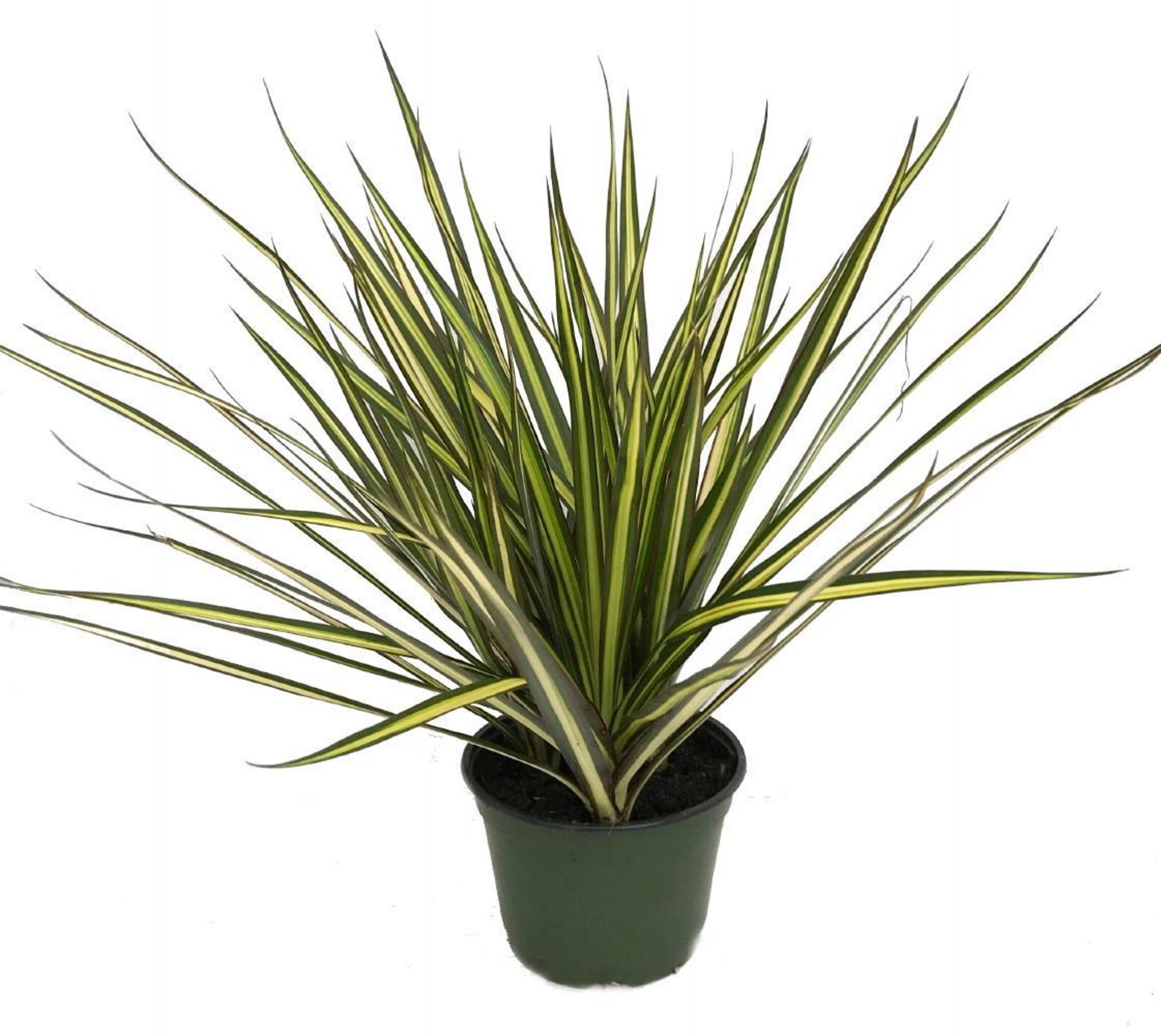 Kiwi Dragon Tree Dracaena Marginata 6