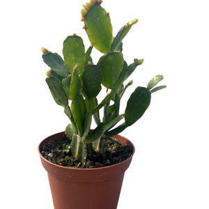 White Easter Cactus - Rhipsalidopsis - 4" Pot