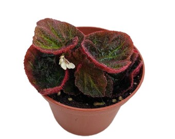 Brazilian Species Begonia Plant - 2.5" Pot- Terrarium/Fairy Garden/HousePlant