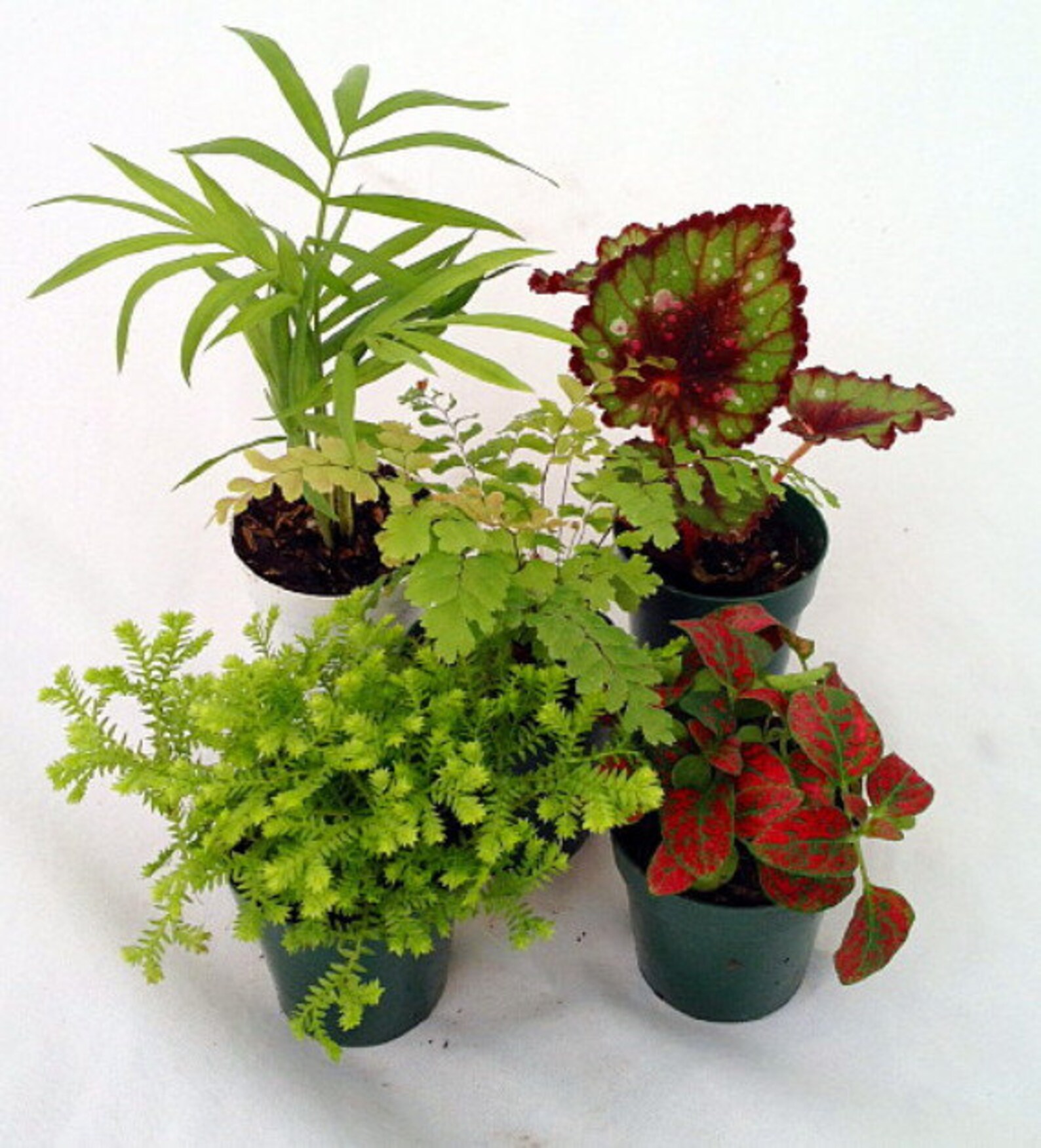 Terrarium & Fairy Garden Plants 5 Plants Assorted Varieties Etsy