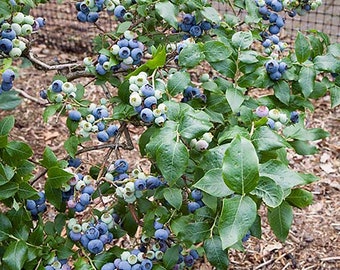 Northland Blueberry Plant - Very Hardy - 2.5" Pot