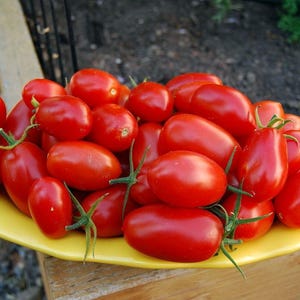 Juliet Cherry Tomato Plant - Great for Salsas - 2.5" Pot