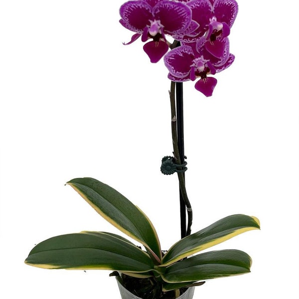 Chia E Yenlin Phalaenopsis 'Variegata' Orchid - Variegated Leaves - 3.5" Pot