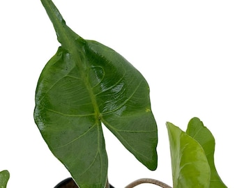 Rare Stingray Plant - Alocasia - Elephant Ears - 4" Pot - Collector's Series
