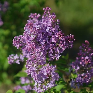 Scentara Pura® Lilac - Syringa x hyacinthiflora - 4" Pot - Proven Winners