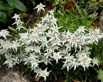 Edelweiss 100 Seeds-Leontopodium alpinum-Sound of Music