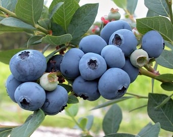 Patriot Blueberry Plant - Early Season - 4" Pot - No Shipping to Washington State or Oregon