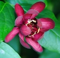 Calycanthus Aphrodite PPAF- Sweetshrub - Fragrant - Proven Winners - 4" Pot