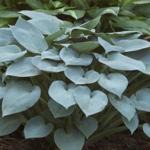 May include: A Hosta plant featuring numerous heart-shaped leaves with a distinct blue-gray hue. The foliage is arranged in a dense, mounded cluster, showcasing prominent parallel veins running from the base to the pointed tips of each leaf.