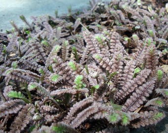 Gothic Black Fairy Fern - Leptinella -2.5" Pot-Terrarium/Fairy Garden/Houseplant