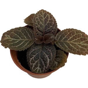 Chocolate Cream Flame Violet - Episcia - 2.5" Pot - Great House Plant
