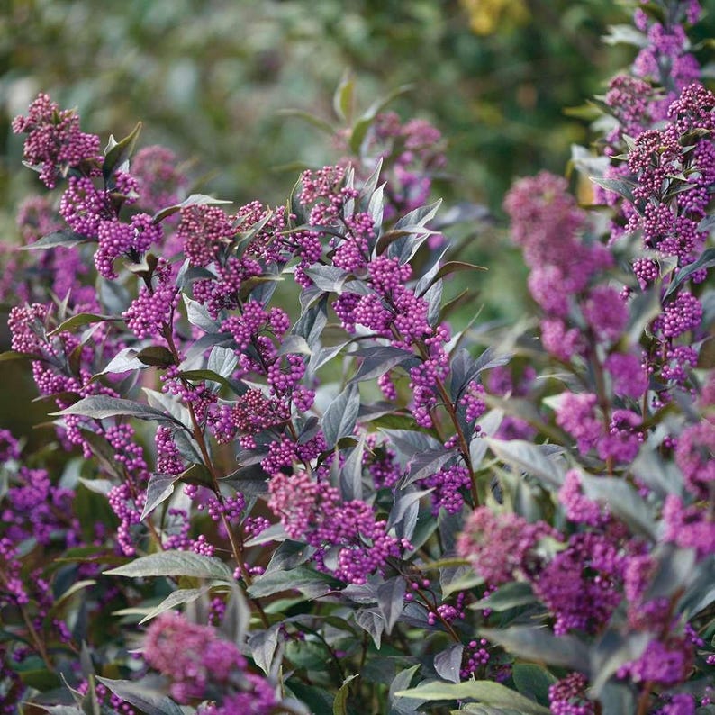 Proven Winners Pearl Glam Beautyberry