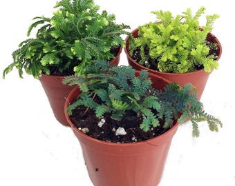 3 Club Moss Plants - Selaginella -  Terrariums, Fairy Gardens - 2" Pots
