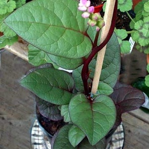 Malabar Red Spinach Plant - 2.5" Pot - Fresh Spinach Year Round Indoors