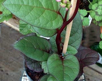 Malabar Red Spinach Plant - 2.5" Pot - Fresh Spinach Year Round Indoors