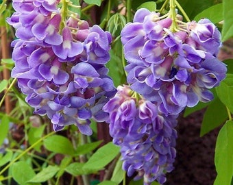 Amethyst Falls Wisteria Vine - 4" Pot