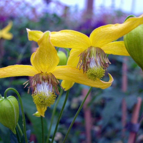 Clematis - Radar Love - 20 Seeds