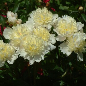 Laura Dessert Peony - AGM Winner - White and Yellow - Bareroot - 2/3 Eye