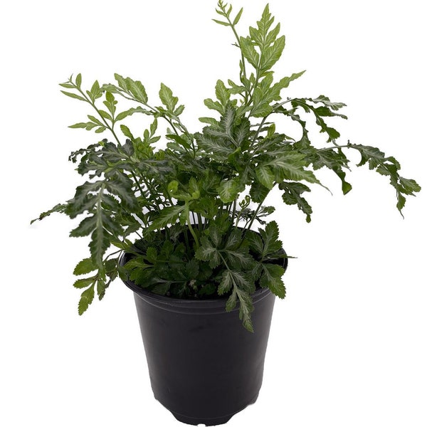 Silver Lace Table Fern - Easy to Grow! - 4" pot