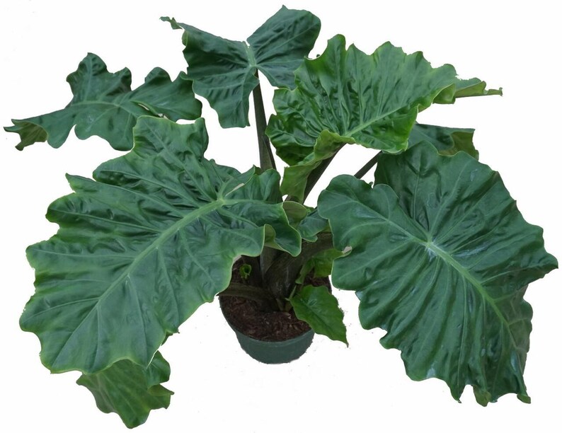 Low Rider Elephant Ear Plant Alocasia Portora Houseplant Etsy