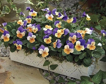 Penny Peach Jump Up Viola - 25 Seeds - Unusual Color!