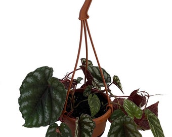 Cissus Discolor Rex Begonia Plant - 4" Mini Hanging Basket