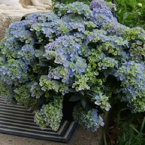 FAIRYTRAIL FRESCO Cascade Hydrangea®-  Proven Winners - 4" Pot