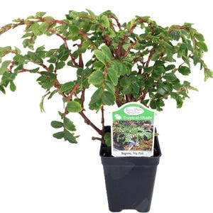 Tiny Pink Begonia Plant - 2.5" Pot - Terrarium/Fairy Garden/House Plant