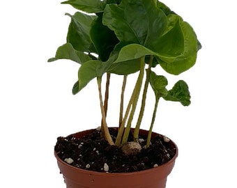 Coffee Bean Plant - 2.5" Pot - Coffee Arabica