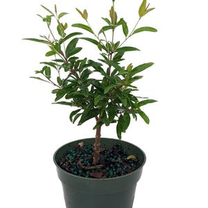 Dwarf Pomegranate Plant - Punica - Bonsai/Houseplant/Outdoors - Edible - 4&quot; Pot