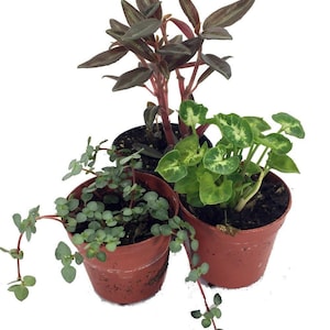 Terrarium and Fairy Garden Plants - 3 Plants in 2 inch pots